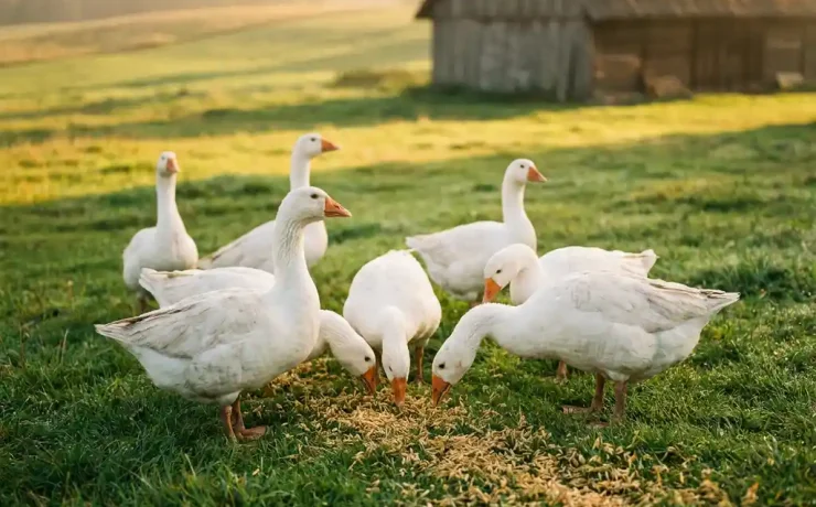 Weiße Gänse grasen auf einer grünen polnischen Weide mit Haferkorn, rustikale Holzscheune im Hintergrund, warmes Morgenlicht.
